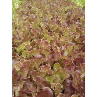 📍รวมเมล็ดพันธุ์ผักสลัดขายดี📍 ส่งไว🌱ราคาถูก🌱(5แถม1คละได้)