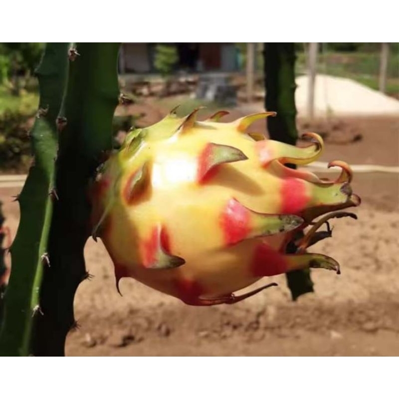 กิ่งพันธุ์แก้วมังกรเรนโบว์