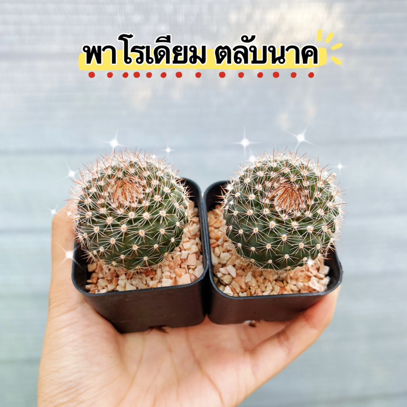 NEW พาโรเดียม ตลับนาค กระบองเพชร แคคตัส cactus