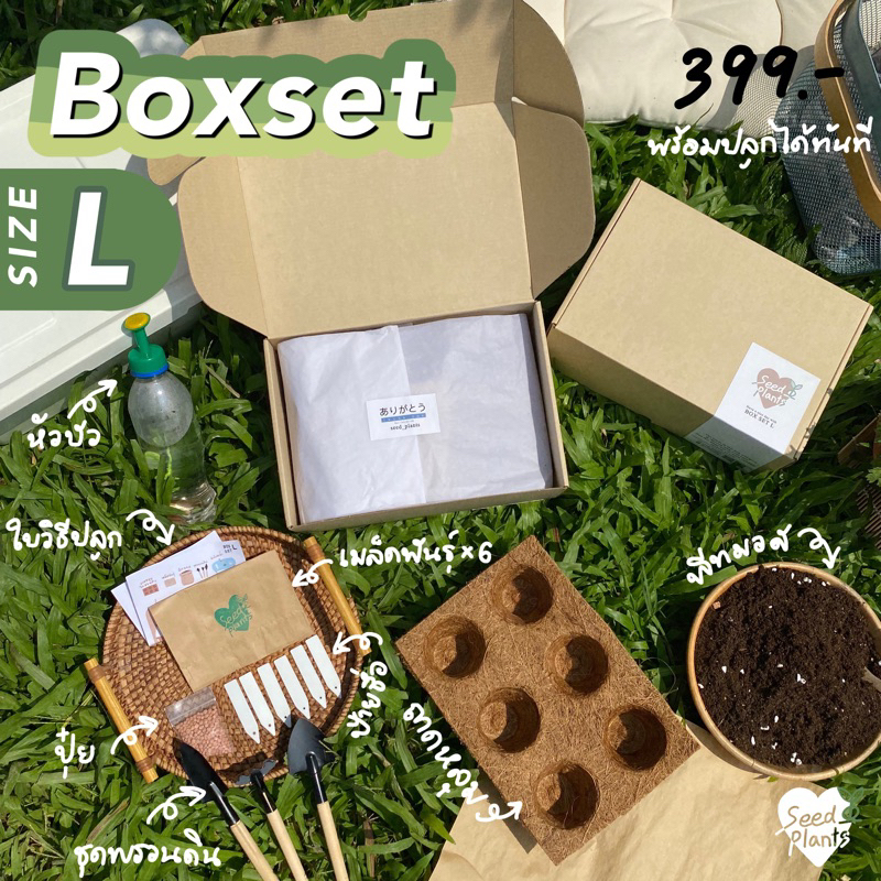 ชุดปลูก Boxset L เลือกเมล็ดได้6อย่าง