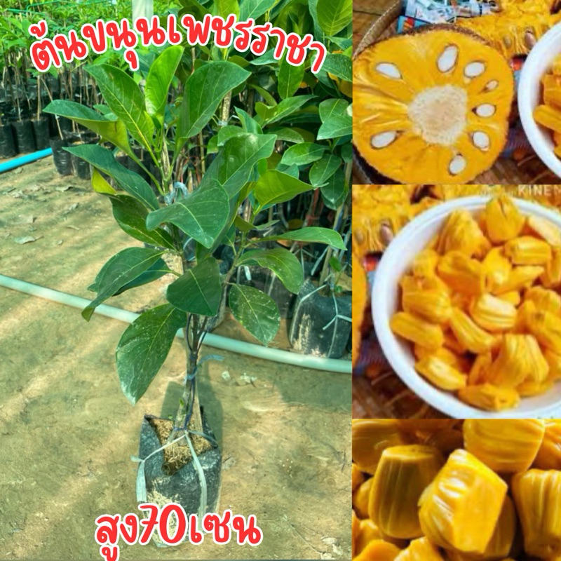ต้นขนุนเพชรราชา ทาบกิ่ง สูง50เซนครับ พร้อมส่งครับ