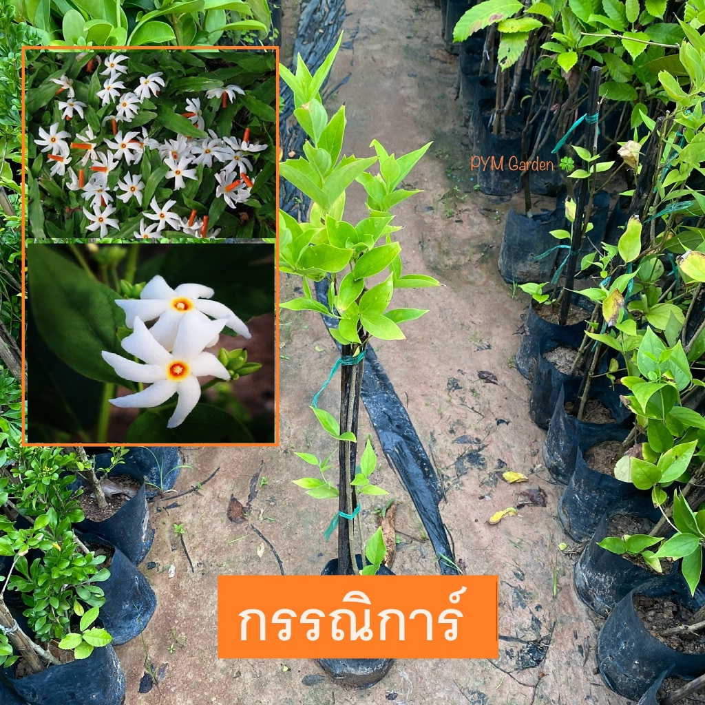 ต้นกรรณิการ์ ปาริชาติ (กิ่งชำ) Night Jasmine ไม้ดอก มีกลิ่นหอม ออกดอกตลอดปี (รับประกัน ส่งใหม่ฟรี หากสินค้าเเสียหาย!!)