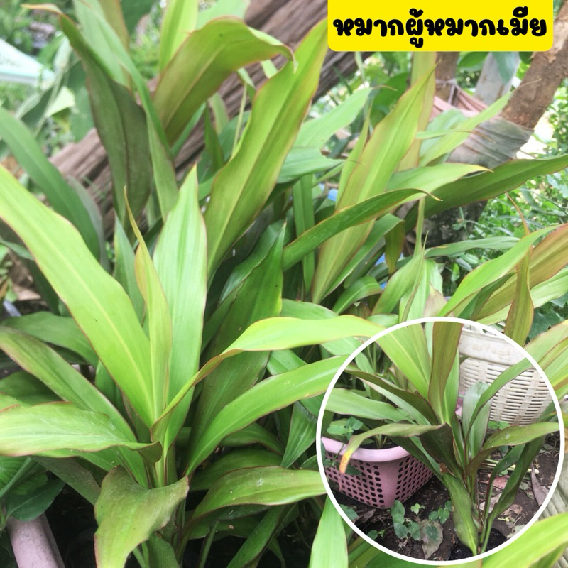 หมากผู้หมากเมีย ไม้มงคล ปลูกง่าย โตไว เสริมศิริมงคล พร้อมถุงชำ รากเต็มพร้อมปลูก