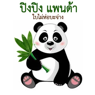 ใบไผ่สด ปิงปิงแพนด้า ใบไผ่ห่อบะจ่าง 1 กิโล ใบกว้างประมาณ 7-10 ซม. ยาว 20-35 ซม.