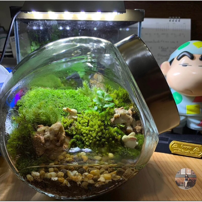 🔥ขายดี🔥วันเดียวถึง รับประกันแตก โหลแก้วทรงกลมเอียง ขนาดใหญ่ จัดสวน terrarium เลี้ยงปลา  ใส่เครื่องเทศ โถหมักดอง