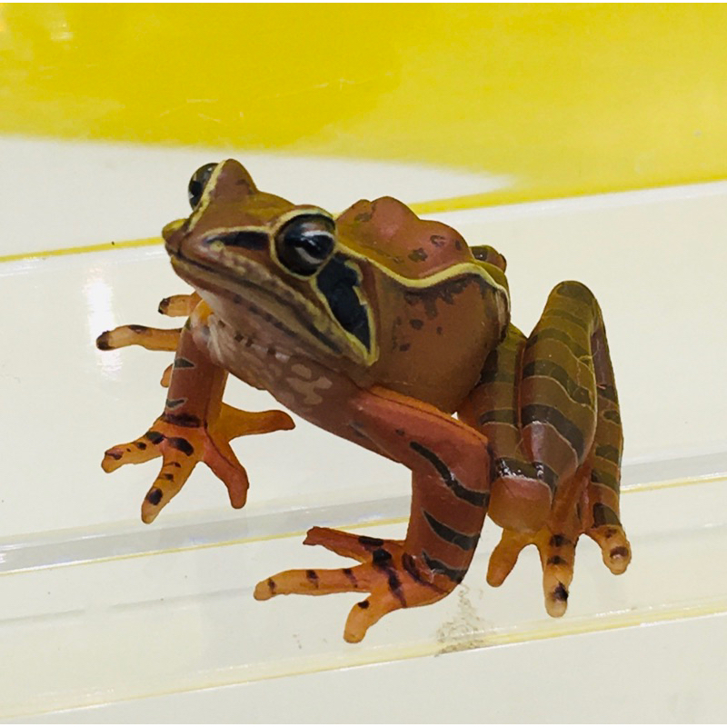 (แท้/มือ2) KAIYODO YUJIN Japan Exclusive Japanese Brown Frog Animal Figure เขียดน้ำตาล พร้อมส่งค่ะ