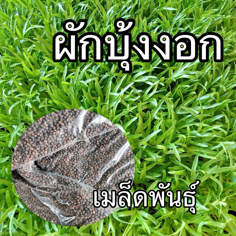 เมล็ดผักบุ้งงอก 500 กรัม/g เพาะต้นอ่อน ปลูกง่าย ดูแลง่าย