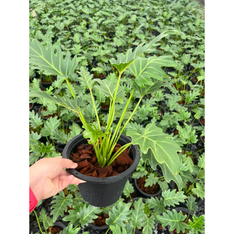 ต้นซานาดู ซานาดู กระถาง 6 นิ้ว สวยมาก ขนาด 30 ซม