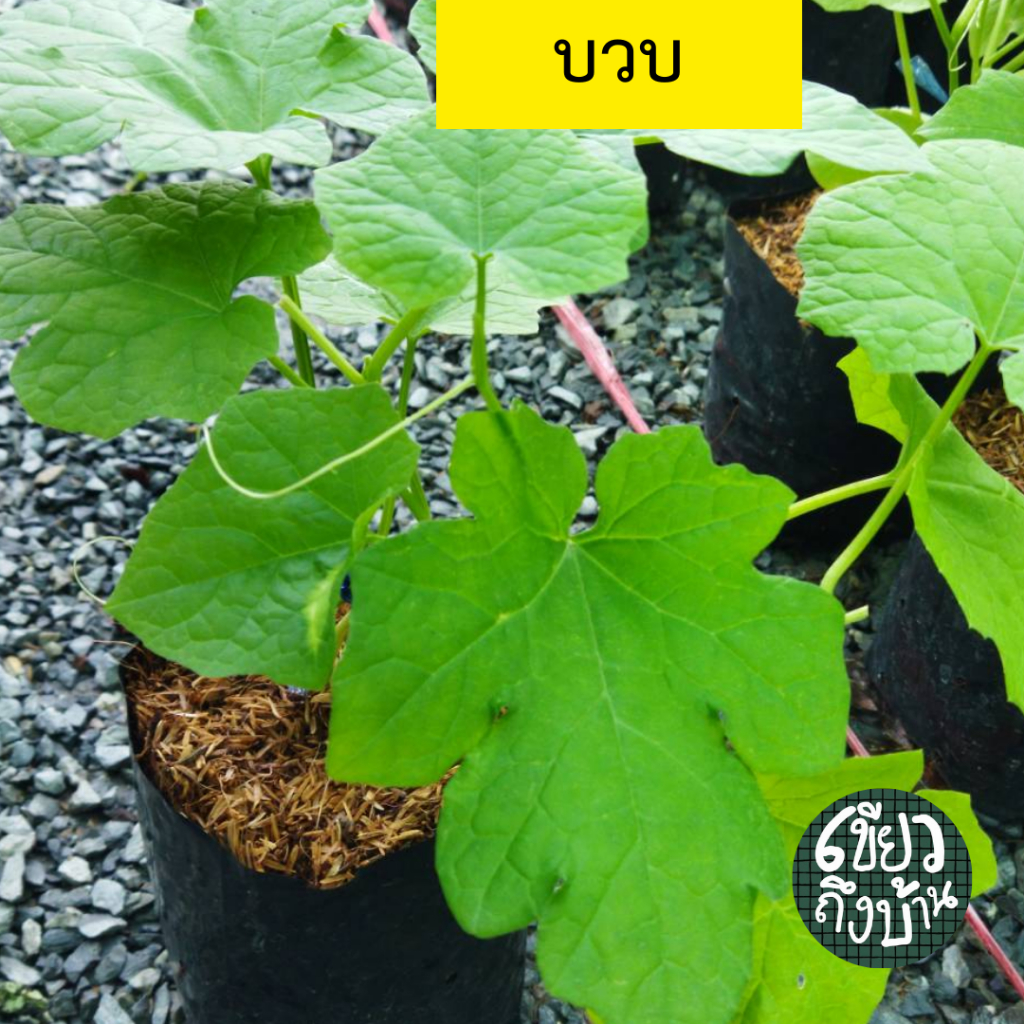 บวบ ผักสวนครัว ต้นแข็งแรง คละชนิดได้