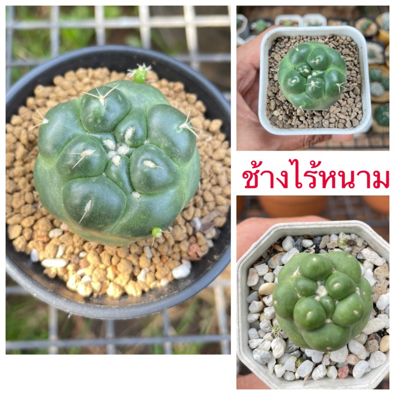 ช้างแคคตัส ช้างไร้หนาม โคลนสิงห์บุรี ไม้ชำหน่อ เลือกต้น/ขนาดได้ ส่งถอดกระถาง💕🌵