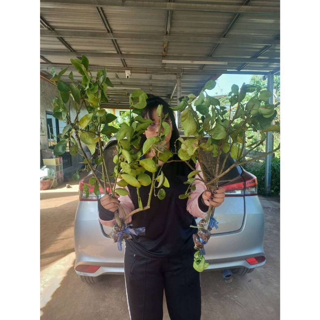(2กิ่ง)🎋กิ่งตอน มะนาวตาฮิติไร้เมล็ด เปลือกบาง น้ำเยอะ ไร้เมล็ด🌿 ความสูงกิ่ง 35-40 ซม.🌾 มีรากพร้อมปลูก