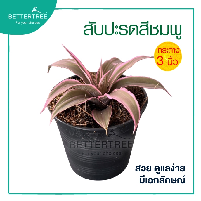 สับปะรดชมพู 3 นิ้ว ต้นไม้แดด ต้นไม้ ต้นไม้ฟอกอากาศ