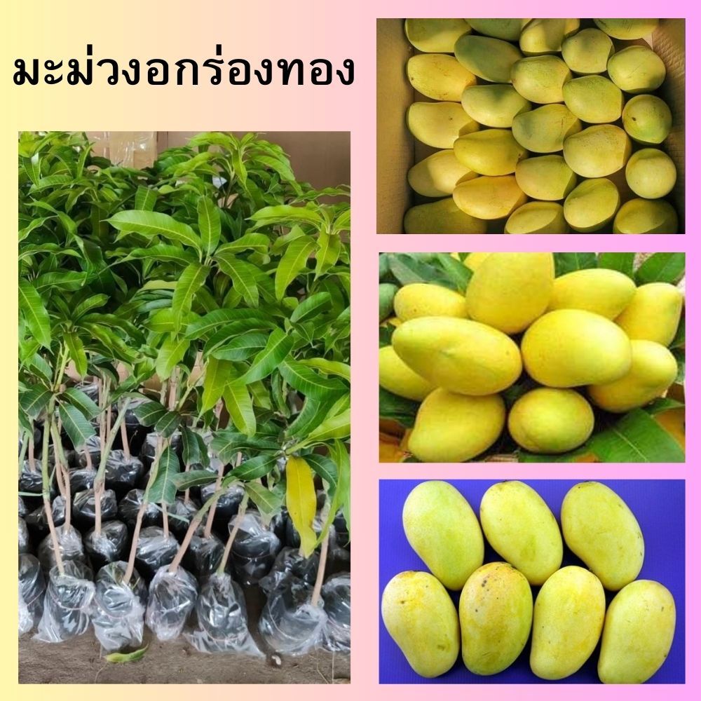 (1ต้น)🍋มะม่วงอกร่องทอง ต้นเสียบยอด 🍋ความสูง 45-50 ซม.🎋