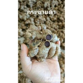 กระชายดำสด1กิโลกรัม(ปลูกเองขายเอง)