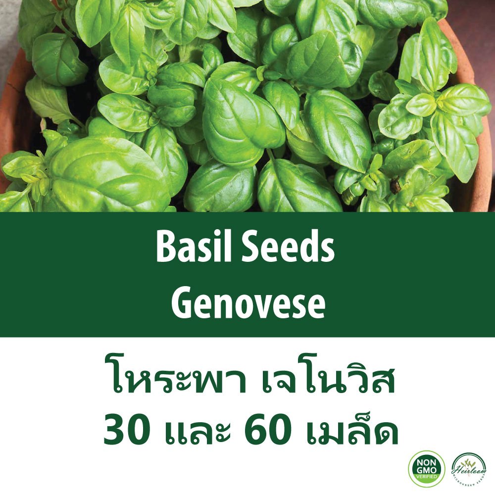 เมล็ดโหระพา Basil - Genovese 30 และ 60 เมล็ด