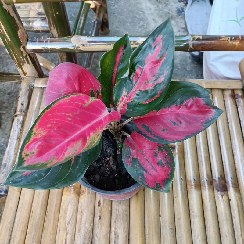 อโกลนีมา สุขสมใจปอง / Aglaonema Suksom Jaipong