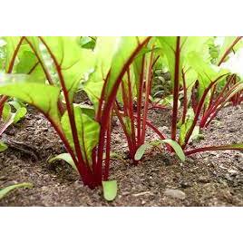 ต้นกล้าบีทรูท (Beetroot) กล้าละ 12 บาท บีทรูทมีสารต่อต้านอนุมูลอิสระ ซื้อ 10 แถม 2