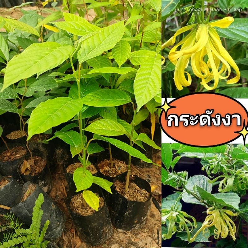 ต้นกระดังงา ต้นไม้มงคลดอกหอม ซื้อ 10 เเถมฟรี 1 ต้น ต้นไม้โบราณหายาก ต้นกล้าเเข็งเเรงพร้อมปลูกสินค้าเสียหายยินดีเคลมฟรี
