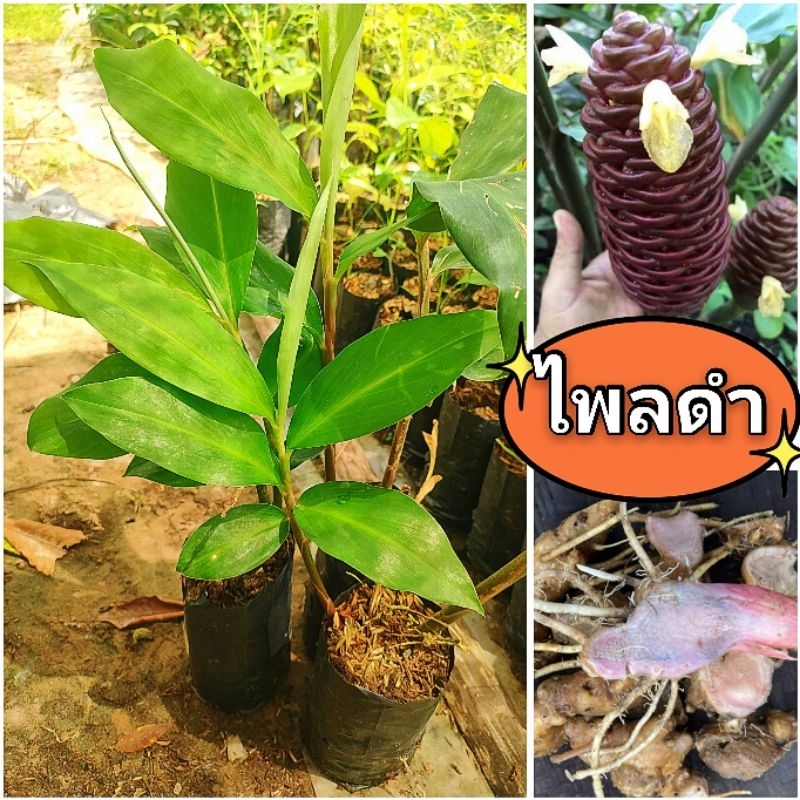 ต้นว่านไพลดำ สมุนไพรพื้นบ้านเป็นยาอายุวัฒนะบำรุงร่างกายต้นเเข็งเเรงพร้อมปลูก สินค้าเสียหายยินดีเคลมฟรี
