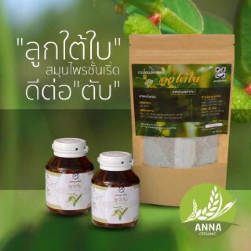 ชาชงผสมลูกใต้ใบ ช่วยบำรุงตับ ลดอาการตับอักเสบ ขับสารพิษออกจากตับ