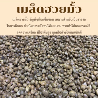 ฮวยมั้ว ให้เป็นรางวัลในการฝึกนก แบ่ง 100กรัม/250กรัม/500กรัม