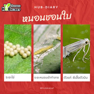 คลอร์ฟีนาเพอร์ 1ลิตร (ตราไก่เกษตร) เกรดพรีเมี่ยม กำจัดหนอนชอนใบ หนอนห่อใบข้าว หนอนม้วนใบข้าว