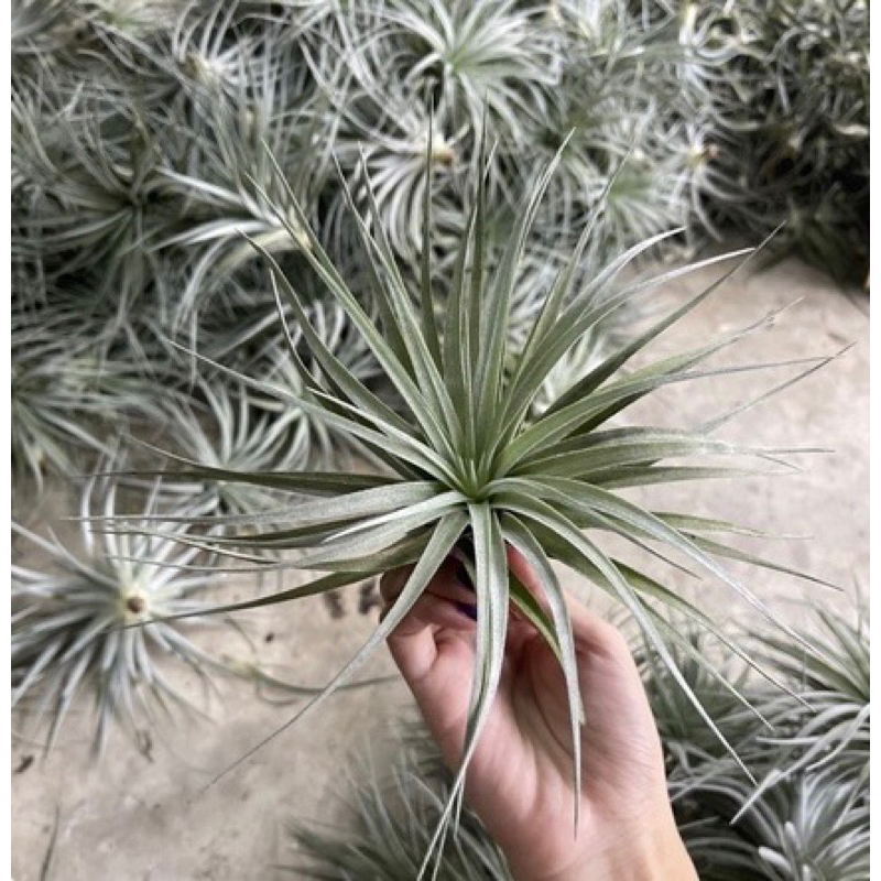 โปร 6ต้น Tillandsia Cotton candy คอตตอนแคนดี