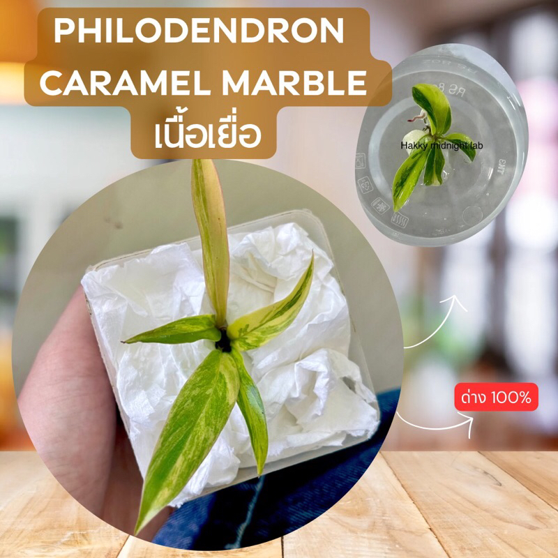 ไม้เนื้อเยื่อ พิณนาคด่าง100% พิณนาคแม่พันธุ์ด่างเพาะเนื้อเยื้อ Philodendron Caramel Marble Variegated