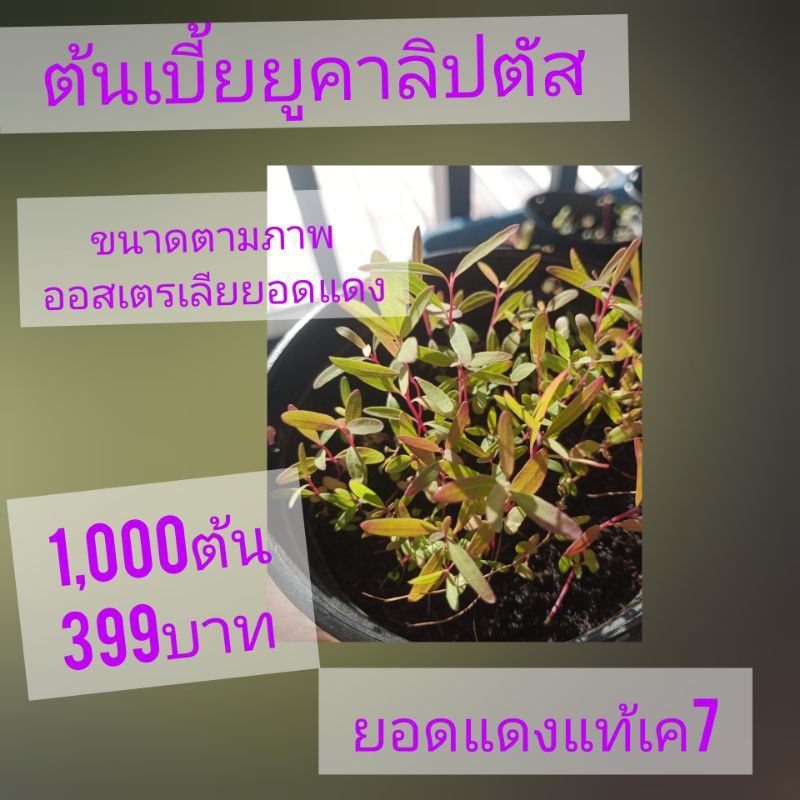 ต้นกล้ายูคาเค7(ต้นเบี้ยยอดแดง)ชุด1,000ต้น399บาท🌳🌲☘️☘️☘️☘️☘️