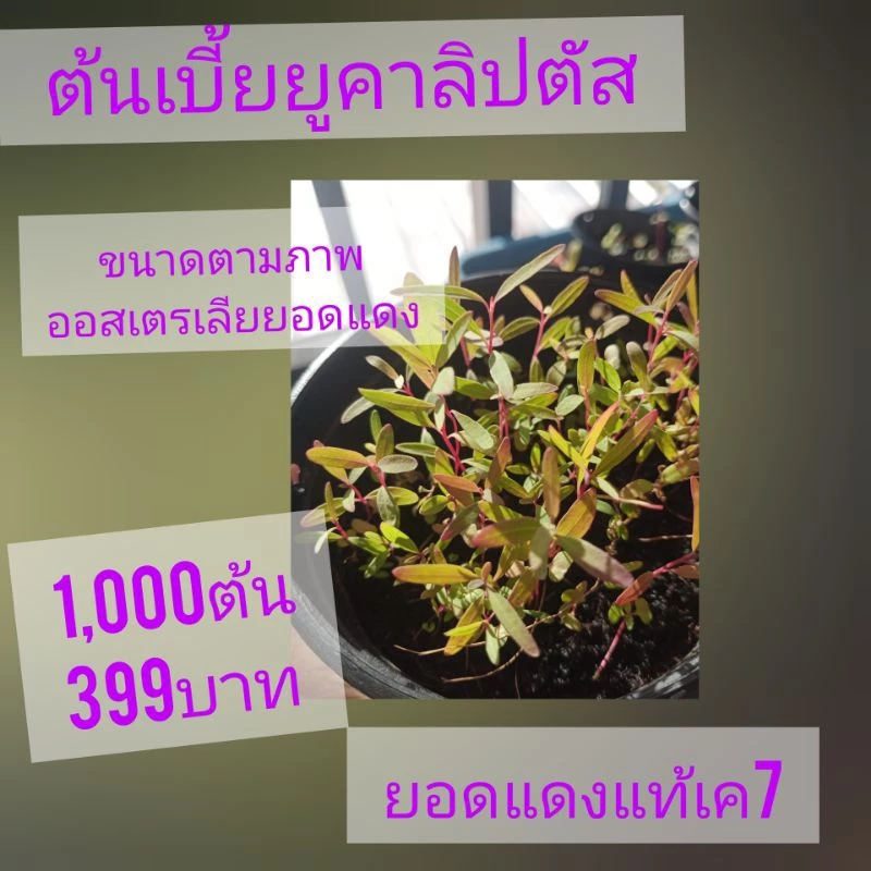 ต้นกล้ายูคาเค7(ต้นเบี้ยยอดแดง)ชุด1,000ต้น399บาท🌳🌲☘️☘️☘️☘️☘️
