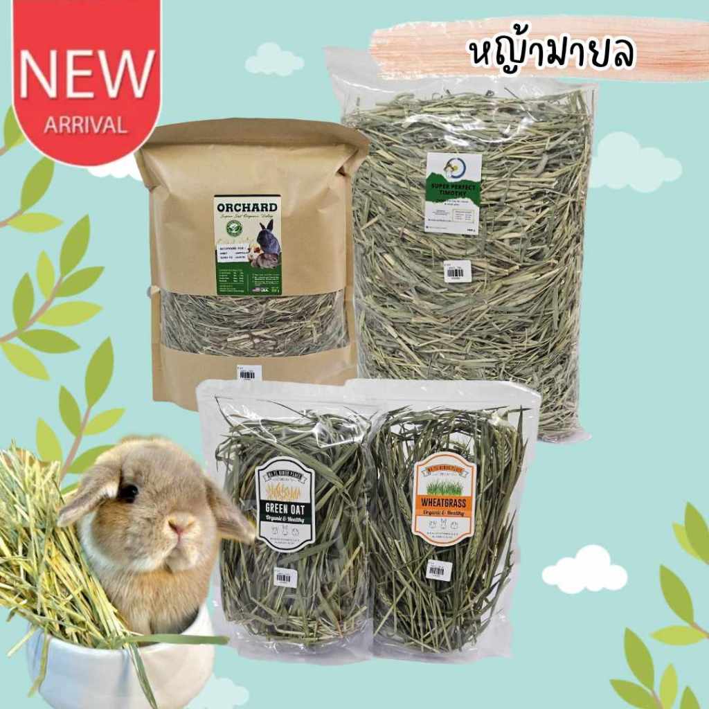 CatHoliday หญ้ามายล MA YL โอ๊ต วีทกลาส ทิมโมธี อัลฟาฟ่า ออชาร์ด รากแดนดิไลออน ใบแดนดิไลออน Timothy Alfalfa Oat Orchard
