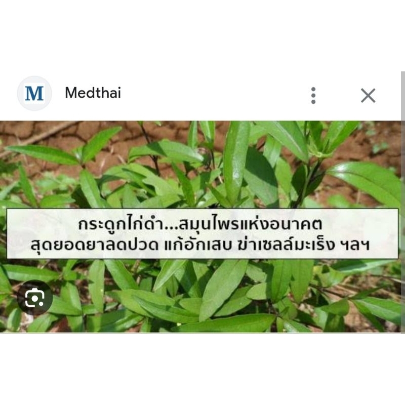 ต้นกระดูกไก่ดำ​ ปีกไก่ดำ​ ขาไก่ดำ สมุนไพรลดอักเสบ​ลดปวด ยา รักษา บำรุง ป้องกัน ไขข้อ  ดิน ปุย เม็ด กระถาง ต้นไม้ ช้ำใน ราคา ถูกที่สุด ดีลบีเคเค แกลเลอรีภาพที่ 3