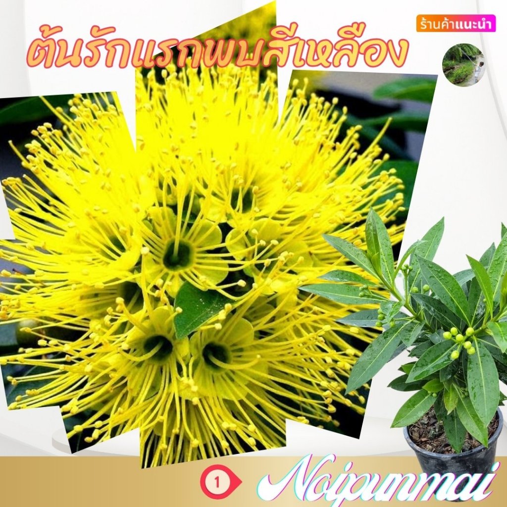 ต้นรักแรกพบ สีเหลือง กระถาง 6 นิ้ว(ขั้นต่ำ 2 ต้น )(ส่งพร้อมกระถาง)
