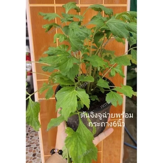 ต้นจิงจู่ฉ่ายพร้อมกระถาง6นิ้ว 🌱ต้นใหญ่ สวย สะดวก พร้อมใช้ประกอบอาหาร