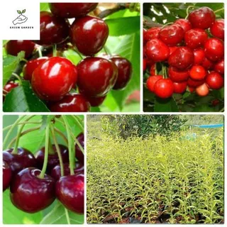 เชอร์รี่แดงอเมริกัน ต้นเชอร์รี่แดงอเมริกัน ต้นทาบ สูง 60-80ซม. ผลกลมใหญ่ ฉ่ำ รสหวาน