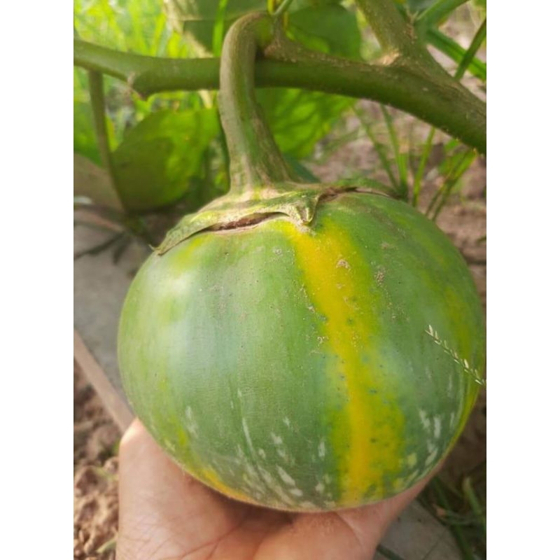 เมล็ดมะเขือยักษ์ภูพาน 30 เมล็ด