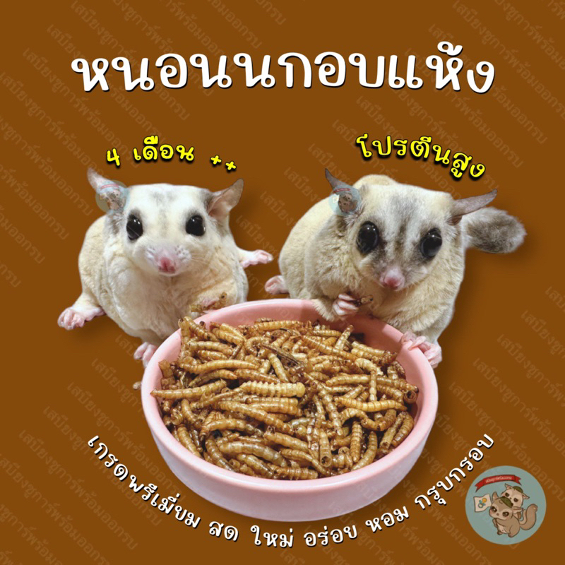 ( หนอนนกอบแห้ง ) MEALWORM หนอนนก แมลง แมลงอบแห้ง อาหารแห้ง กิ้งก่า เม่นแคระ ชูการ์ กระรอก ดอร์เมาส์ แฮมสเตอร์ เบี๊ยด นก