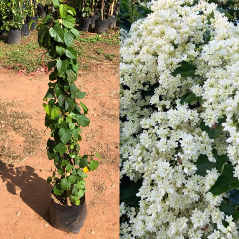 ต้นลัดดาวัลย์ /ลดาวัลย์ Snow vine  creeper  สูง 80-1 เมตร ไม้เลื้อย ทำซุ้ม ดอกสีขาวสวย 🪴