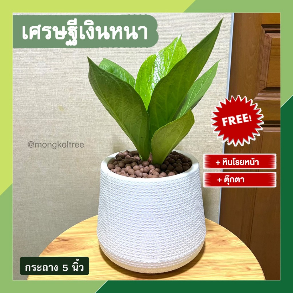 พร้อมส่ง ตั้งพรีกันยกเลิก เ(ฟรี! หินโรยหน้า + ตุ๊กตา)  เศรษฐีเงินหนา พร้อมกระถางต้นไม้ 5 นิ้ว ไม้มงคล เสริมบารมี
