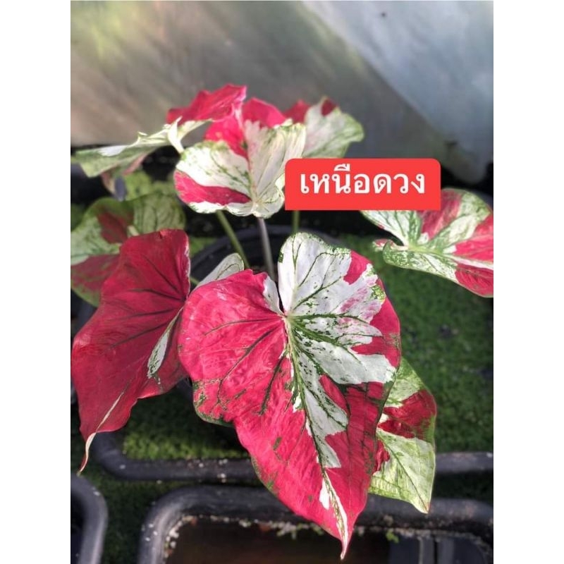 บอนสีเหนือดวงป้ายสวยๆ และต้นอื่นๆอีก
