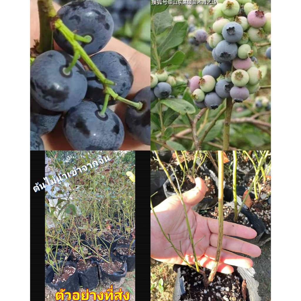 (1ต้น) ต้น ต้นบลูเบอรี่ ต้นบลูเบอร์รี่ บลูเบอรี่ เล็กซี Blueberry LEXI  / ศรัณย์รักษ์