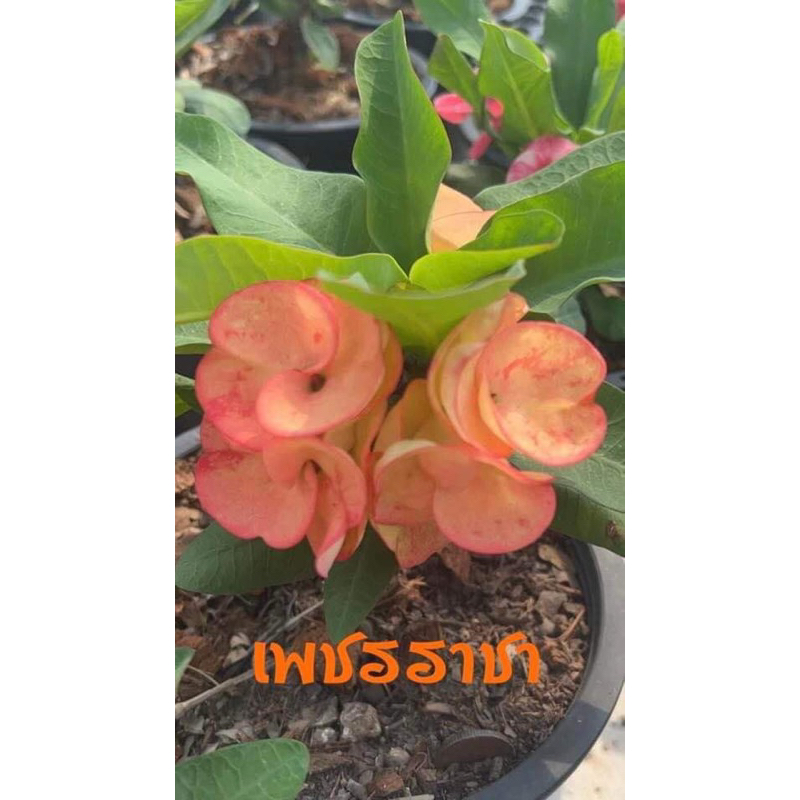 ต้นโป๊ยเซียน สายพันธุ์ “เพชรราชา” ดอกสวยสีส้มอมชมพู ดอกใหญ่ กระถาง3นิ้ว จัดส่งทั้งกระถาง