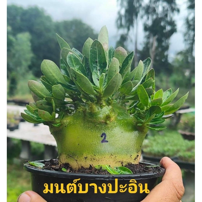 ชวนชมมนต์บางปะอินอราบิคั่มทรงพุ่มอ้วนเตี้ยขนาดกระถาง5นิ้ว