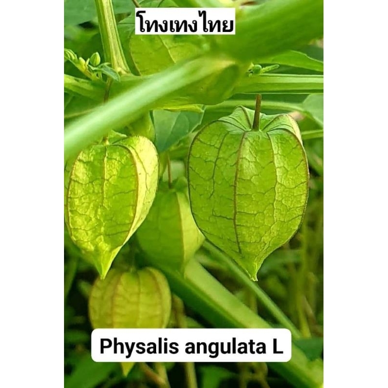 โทงเทง​ไทย​ ขาย​ต้นสด1กิโล​กรัม​100​บาท​(สำหรับ​ทำยา)​