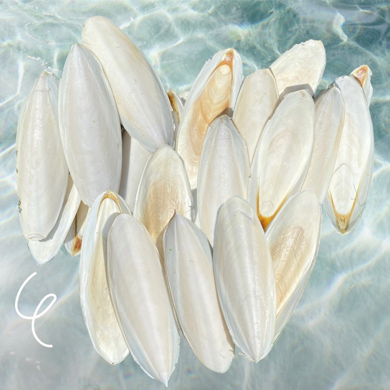 กระดองหมึกเต็มตัวไซส์ใหญ่ อาหารเสริมแคลเซียมสัตว์เลี้ยง ลิ้นทะเล organic cuttlebone