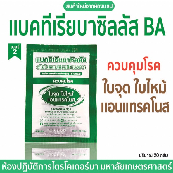 【 ผลิตใหม่ 】 เเบคทีเรียบาซิลลัสBA(เบอร์2)ม.เกษตร ใบจุด ใบไหม้ เเอนเเทรคโนส