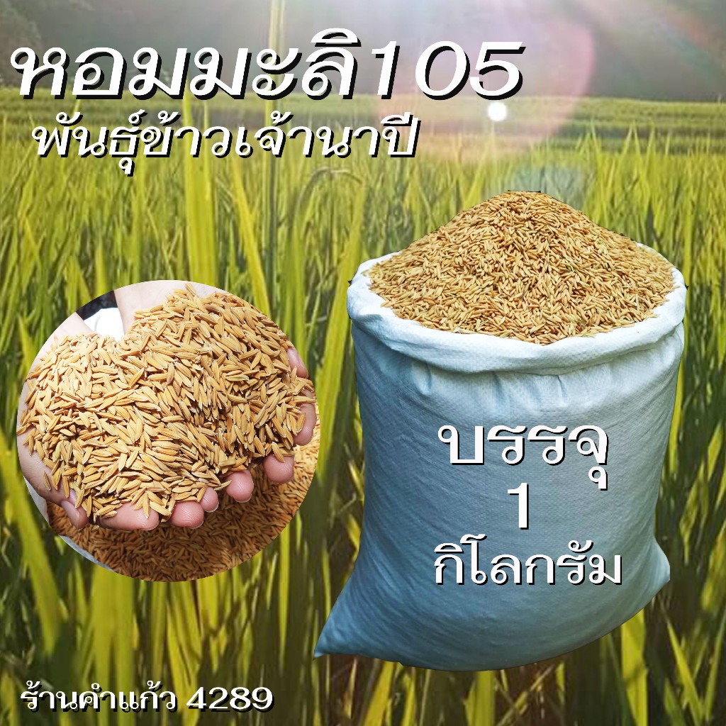 เมล็ดพันธุ์ข้าวเจ้านาปี หอมมะลิ 105 พันธุ์ข้าวเจ้าอย่างดี คัดพิเศษ ปลูกเองขายเองโดยวิธีธรรมชาติ