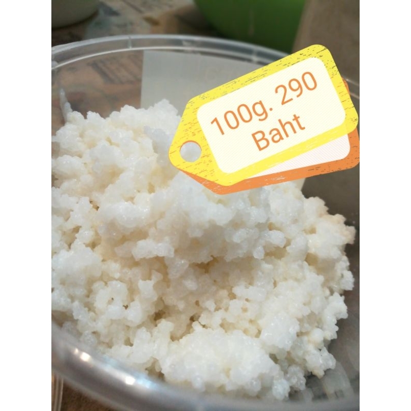 Coconut Kefir grain คีเฟอร์เกรนมะพร้าวกะทิ