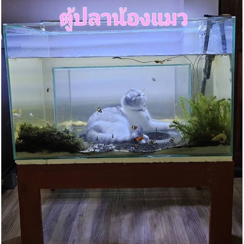 ตู้ปลาน้องแมว ขนาดใหญ 30 นิ้ว หนา8มิล ตู้ปลาแมวลอด ตู้ปลาแมวรอด