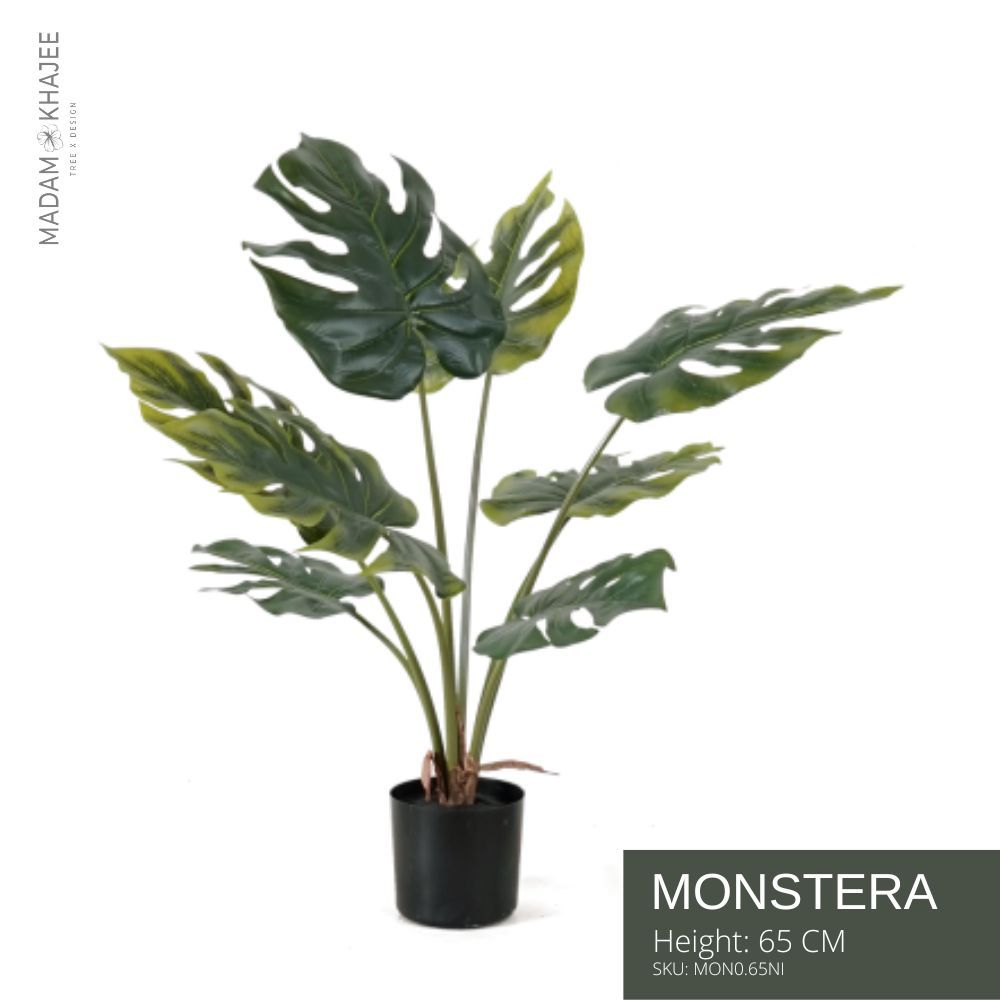 Monstrera 65 Cm. ต้นมอนสเตร่า 65 ซม.